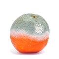 Moldy orange