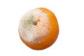 Moldy Orange Royalty Free Stock Photo
