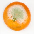 Moldy orange Royalty Free Stock Photo