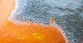 Moldy orange mandarin tangerine fruits, close-up