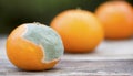 Moldy orange mandarin tangerine fruits