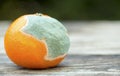 Moldy orange, mandarin on wooden background