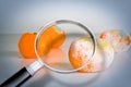 A moldy orange seen through a magnifying glass - Concept image Royalty Free Stock Photo