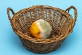 Moldy orange in a wicker basket on a blue background, texture of green mold, selective focus. Not fresh and rotten fruits. Royalty Free Stock Photo