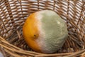 Moldy orange in a wicker basket on a light background, texture of green mold, selective focus. Not fresh and rotten fruits. Royalty Free Stock Photo