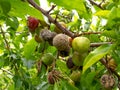 Moldy plums on tree, infected with fungal disease brown rot