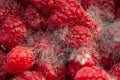 Moldy raspberries background Royalty Free Stock Photo