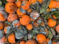 A pile of contaminated by green and blue rot fungi oranges closeup. Royalty Free Stock Photo
