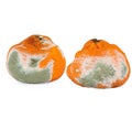 Moldy Rotten Orange