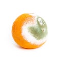 Moldy rotten orange isolated on white