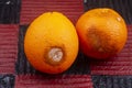 Moldy rotten orange isolated on wooden stock