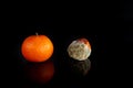 Moldy rotten orange tangerine on a black background, spoiled fruit