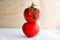 Moldy rotten tomato Royalty Free Stock Photo