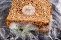 Moldy sandwich with smoked meat in a plastic bag. Dark bread with grains covered with white mold Royalty Free Stock Photo