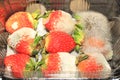 Moldy strawberries covered white fungus