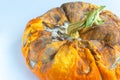 Moldy ugly pumpkin with rotten spots on a white background. Selective focus. Copy space Royalty Free Stock Photo