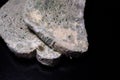 Moldy white bread on a black background. Royalty Free Stock Photo