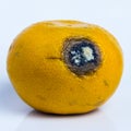 Spoiled rotten fruit Citrus tangerine lies on a white background. Moldy wound on ripe orange mandarin. Square frame. Close-up.