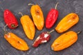 Moldy and wrinkled peppers. Unhealthy, decompose, spoiled vegetable