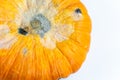 Moldy wrinkled ugly pumpkin with rotten spots on a white background. Selective focus. Close-up.