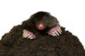 Mole