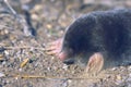 Mole Royalty Free Stock Photo
