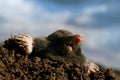 Mole Royalty Free Stock Photo