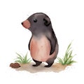 Mole (Animal) in cartoon style. Cute Little Cartoon mole isolated on white background. Watercolor drawing,