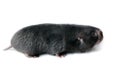 Asia Mole on white background