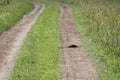 Mole burrow on a field road. Dump of earth near the burrow. Insectivore burrow