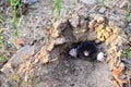 Mole crawling out of molehill above ground, showing strong front feet used for digging runs underground.