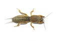 Mole cricket. Royalty Free Stock Photo