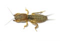 Mole cricket. Royalty Free Stock Photo