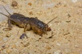 Mole Cricket Royalty Free Stock Photo