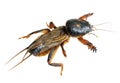 Mole cricket