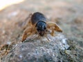 Mole cricket Royalty Free Stock Photo