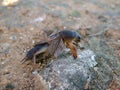 Mole cricket