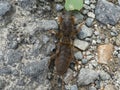 Mole cricket animal insect in the mountains of italy