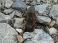 Mole cricket animal insect in the mountains of italy