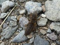 Mole cricket animal insect in the mountains of italy