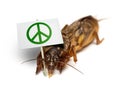 Mole cricket demonstrates for peaceful sollution to pest problem Royalty Free Stock Photo