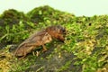 A mole cricket is digging a moss-covered ground. Royalty Free Stock Photo