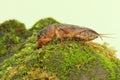 A mole cricket is digging a moss-covered ground. Royalty Free Stock Photo