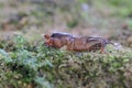 A mole cricket is digging a moss-covered ground. Royalty Free Stock Photo