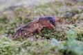 A mole cricket is digging a moss-covered ground. Royalty Free Stock Photo