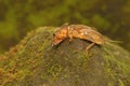 A mole cricket is digging a moss-covered ground. Royalty Free Stock Photo