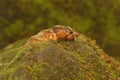 A mole cricket is digging a moss-covered ground. Royalty Free Stock Photo