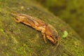 A mole cricket is digging a moss-covered ground. Royalty Free Stock Photo