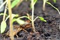 Mole cricket, eating young tomato plant