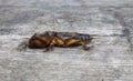 Mole cricket on a gray wooden background Royalty Free Stock Photo